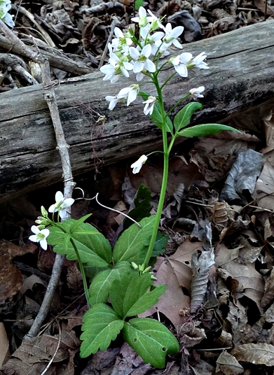 {Cardamine diphylla}
